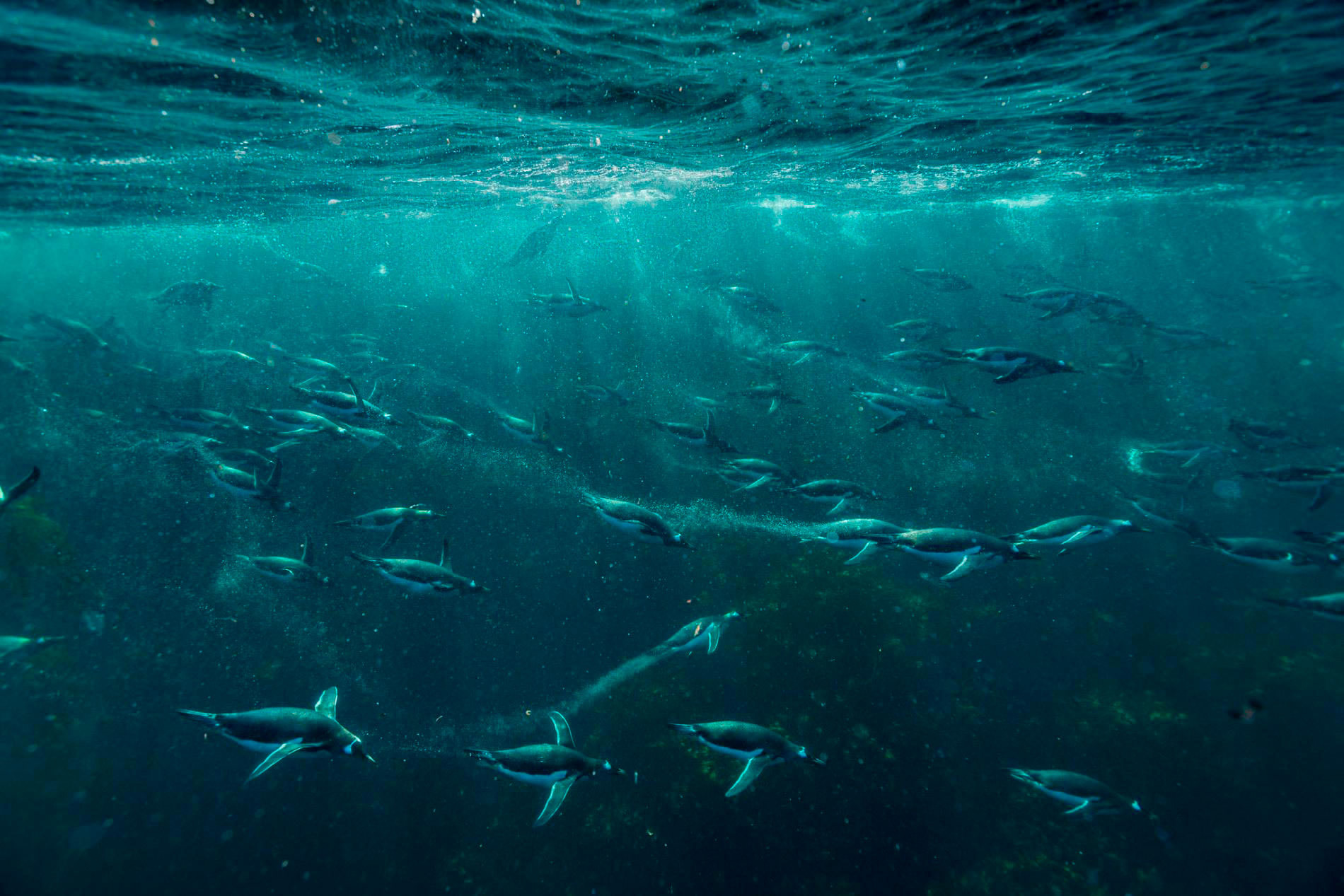 Мальвинские острова — рай в Южной Атлантике