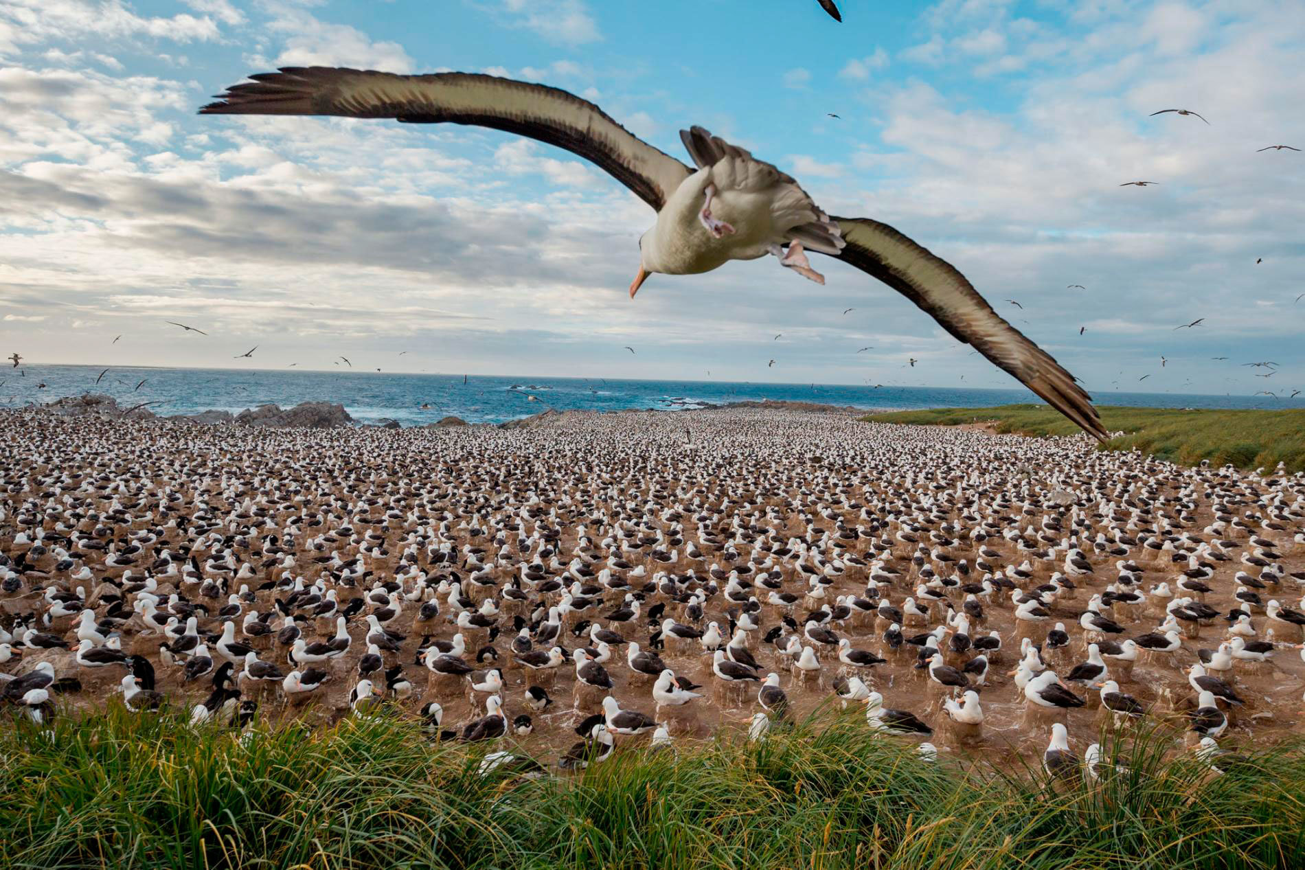 Мальвинские острова — рай в Южной Атлантике