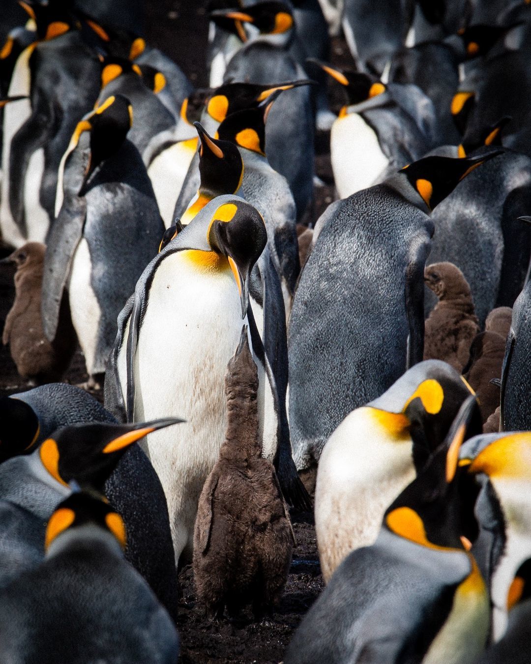 Мальвинские острова — рай в Южной Атлантике