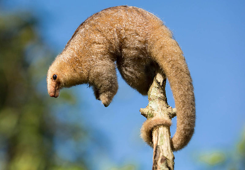 Животный мир Венесуэлы