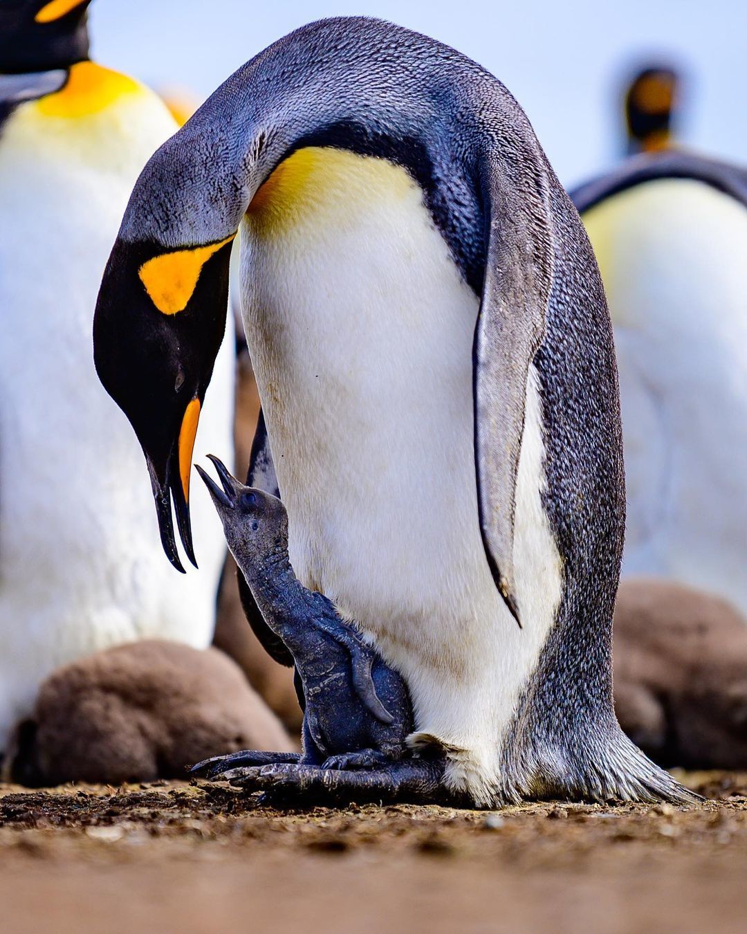 Мальвинские острова — рай в Южной Атлантике
