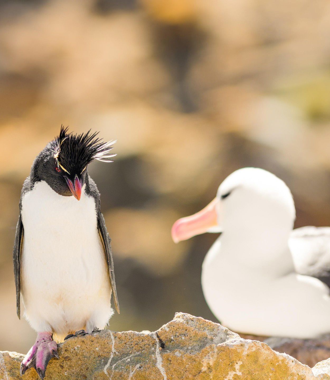 Мальвинские острова — рай в Южной Атлантике