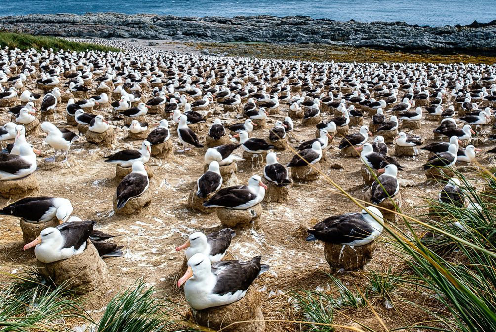 Мальвинские острова — рай в Южной Атлантике