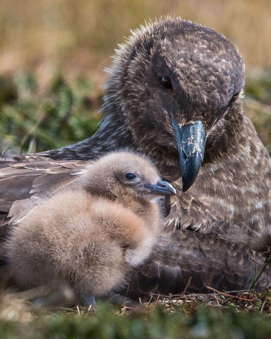 Мальвинские острова — рай в Южной Атлантике
