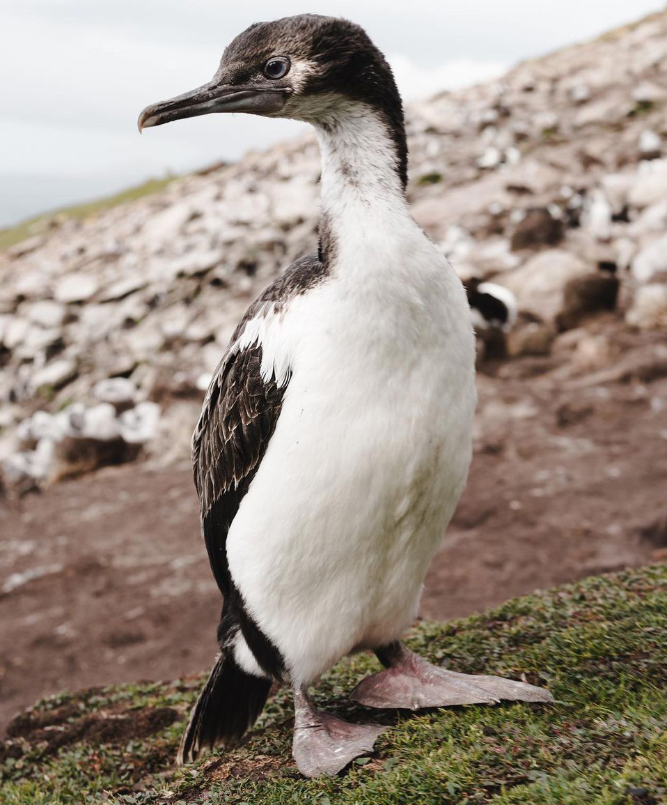 Мальвинские острова — рай в Южной Атлантике