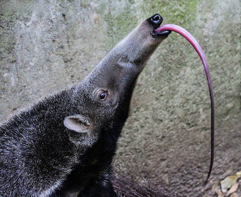 Животный мир Венесуэлы