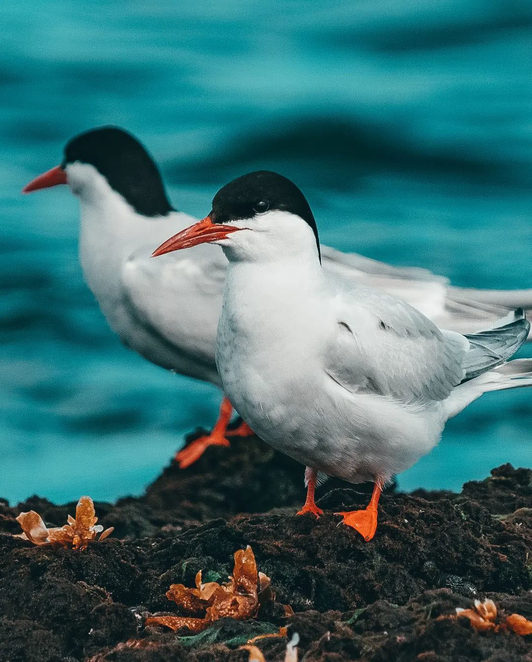 10 самых красивых мест Патагонии