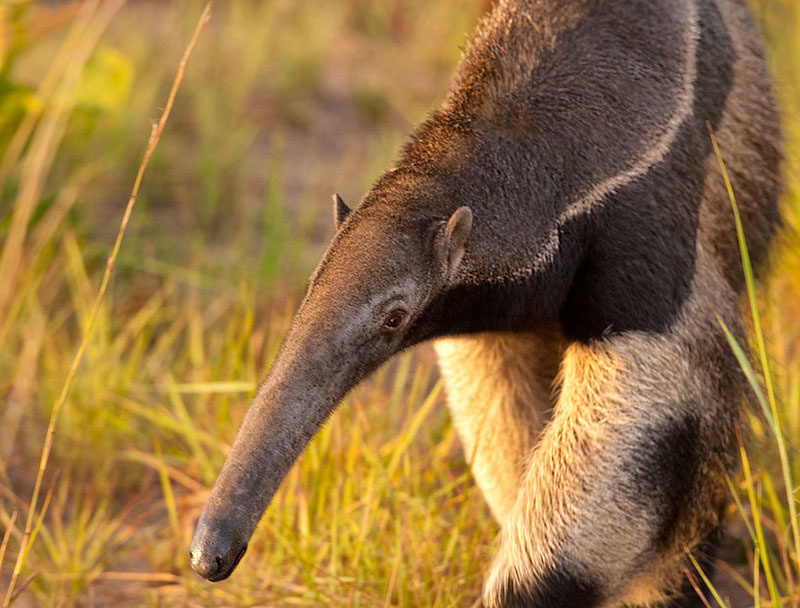 Животный мир Венесуэлы