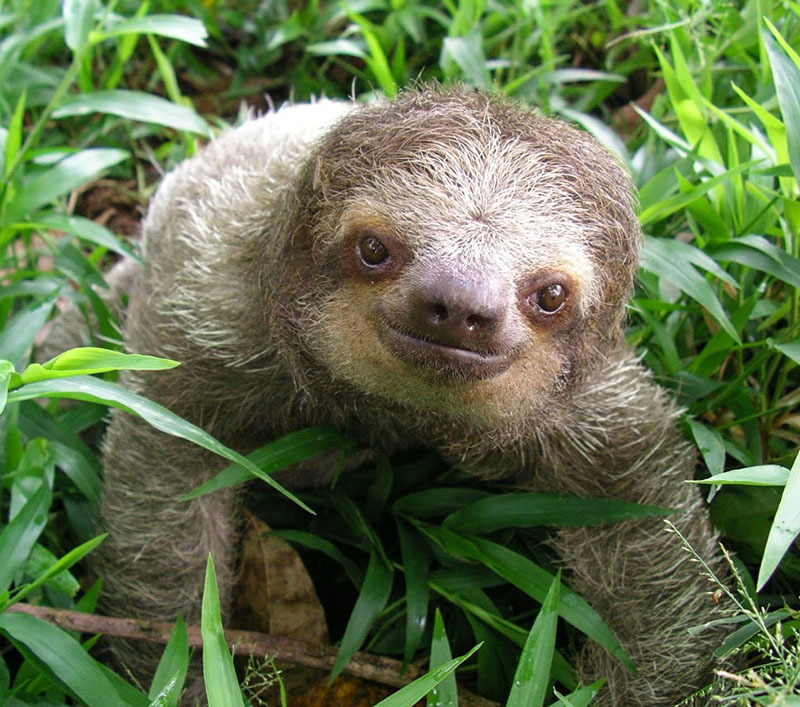 Животный мир Венесуэлы