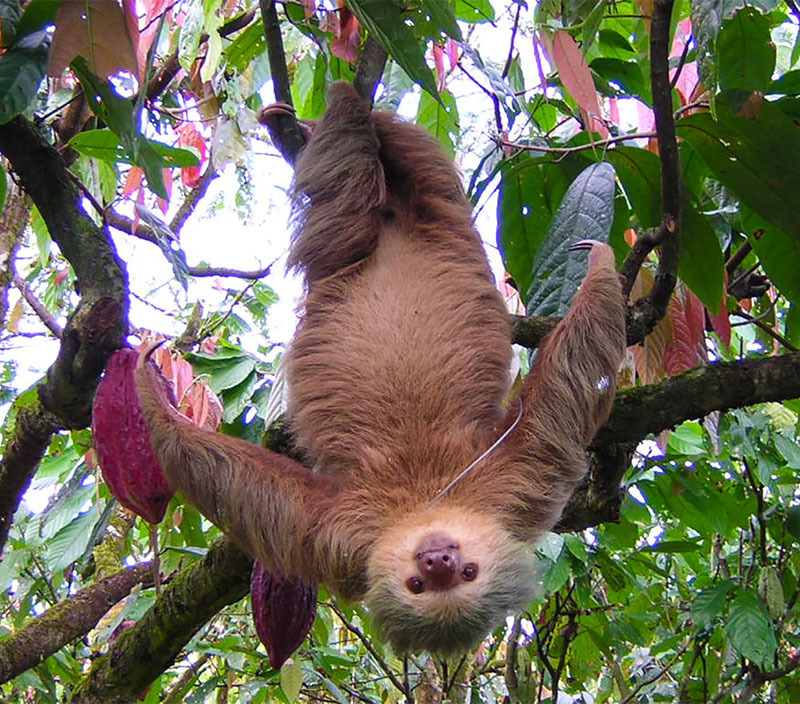 Животный мир Венесуэлы