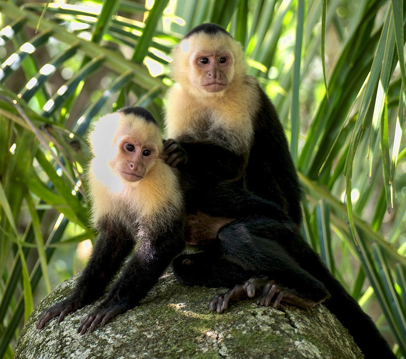 Животный мир Венесуэлы