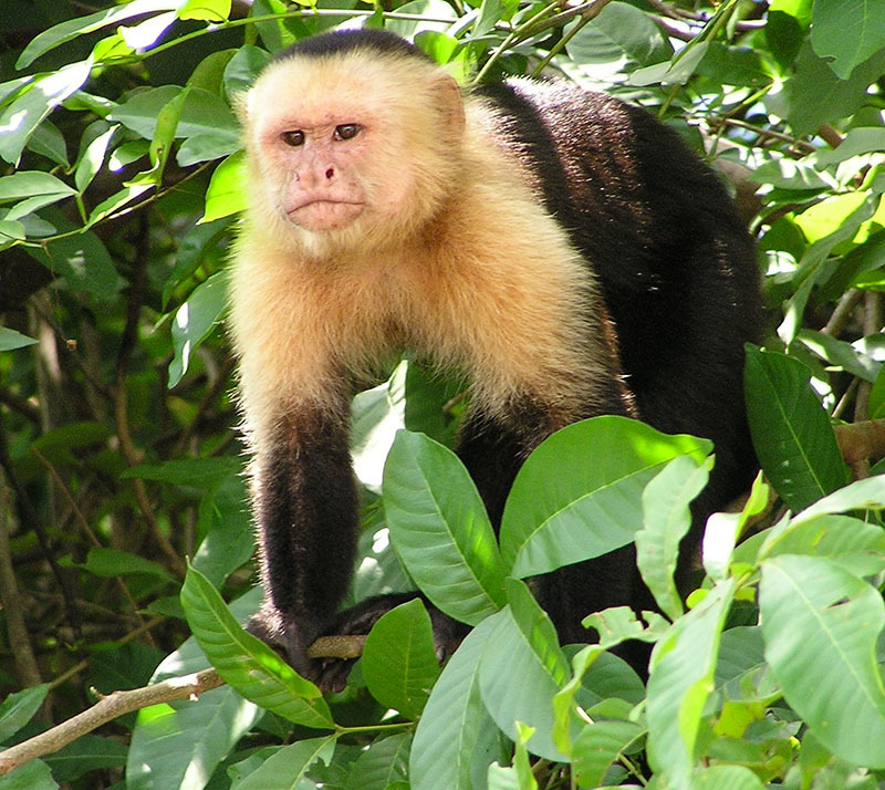 Животный мир Венесуэлы