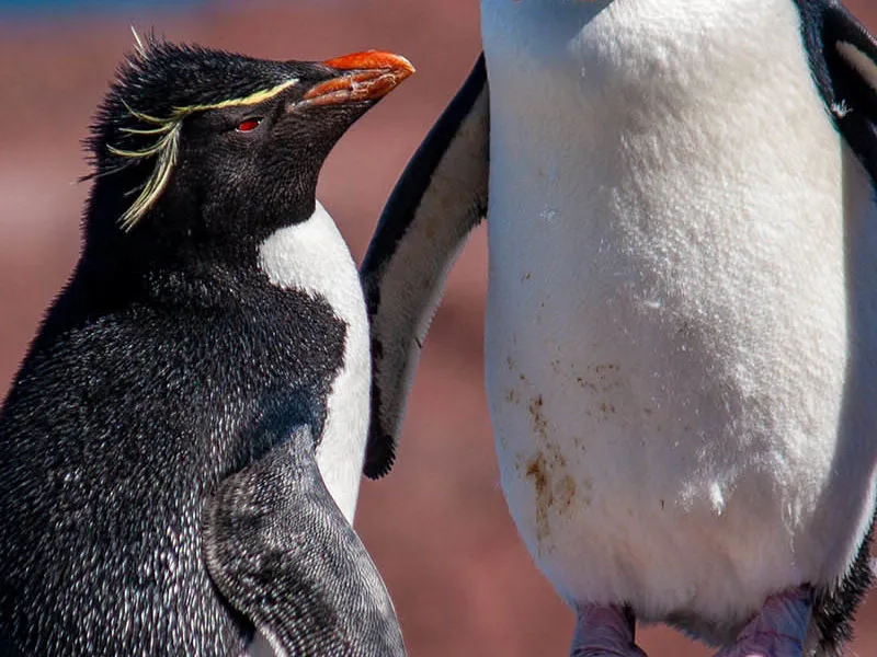Остров Пингвинов у берегов Аргентины