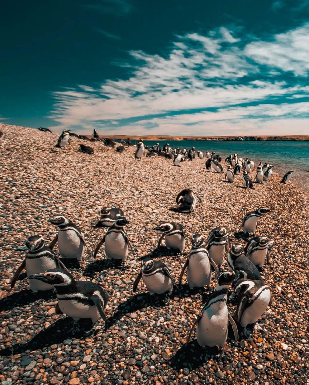 Остров Пингвинов у берегов Аргентины