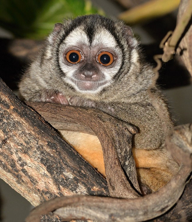 Животный мир Венесуэлы