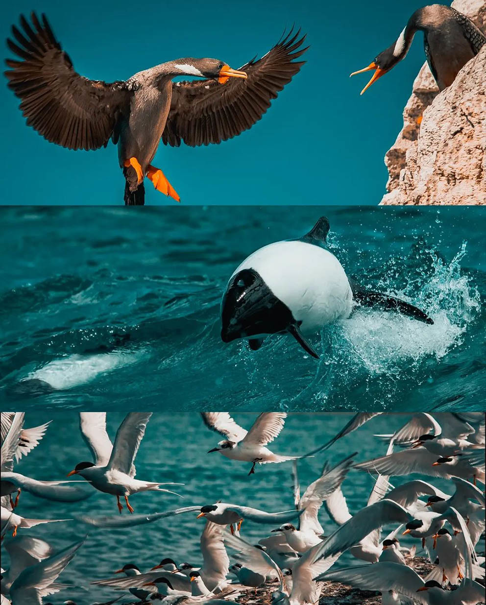 Остров Пингвинов у берегов Аргентины