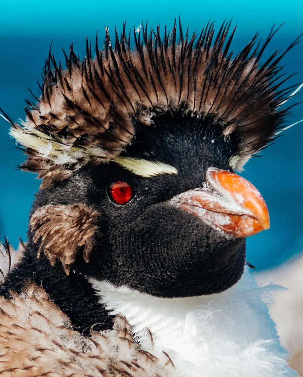 Остров Пингвинов у берегов Аргентины