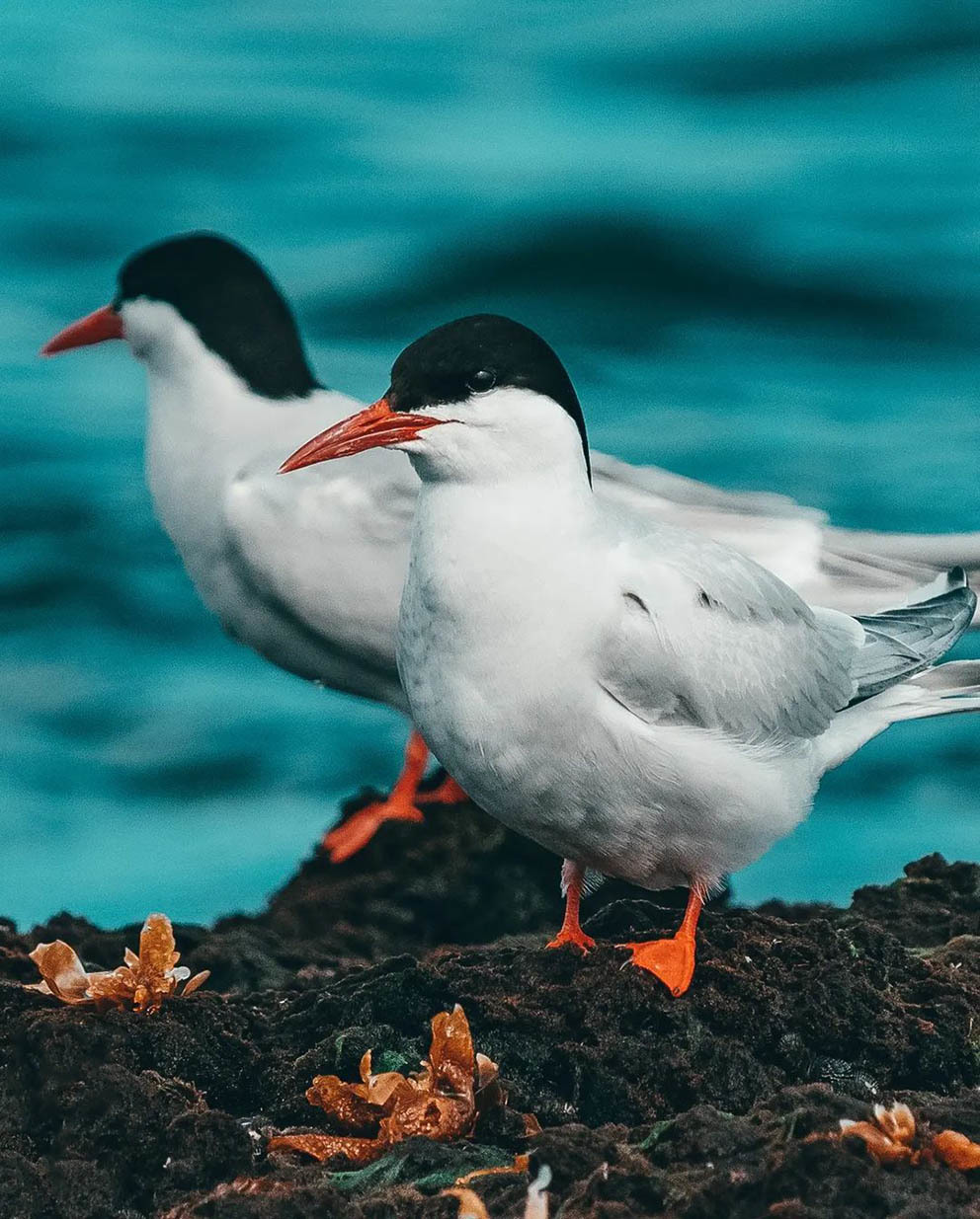 Остров Пингвинов у берегов Аргентины
