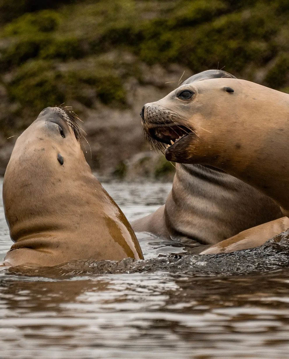 Остров Пингвинов у берегов Аргентины