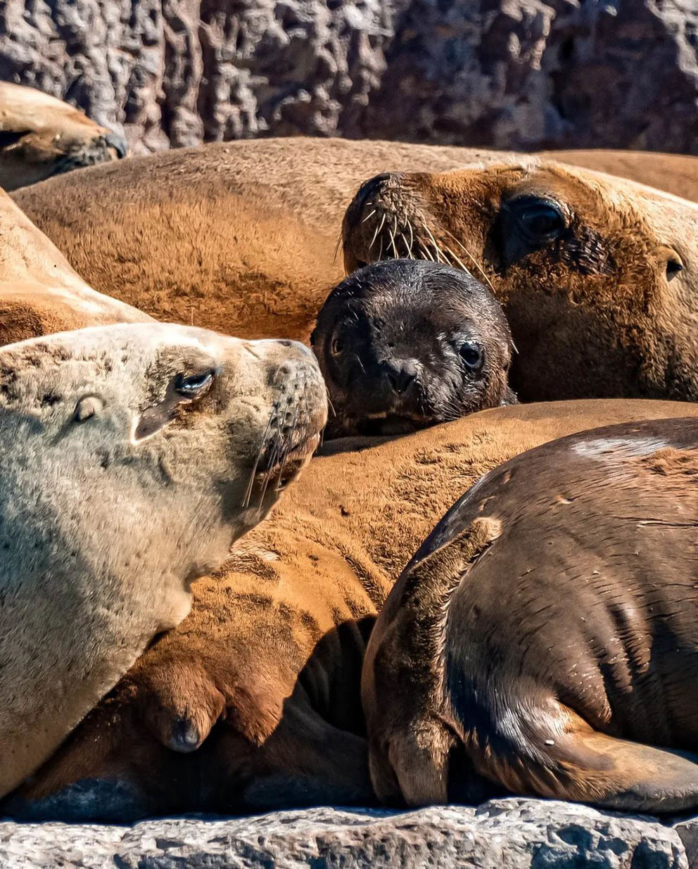 Остров Пингвинов у берегов Аргентины