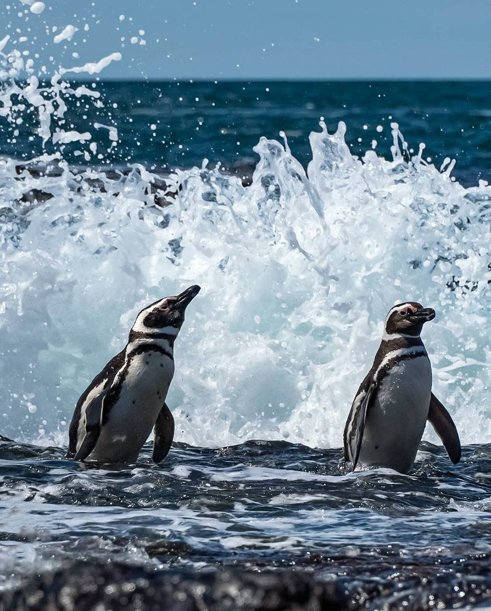 Остров Пингвинов у берегов Аргентины