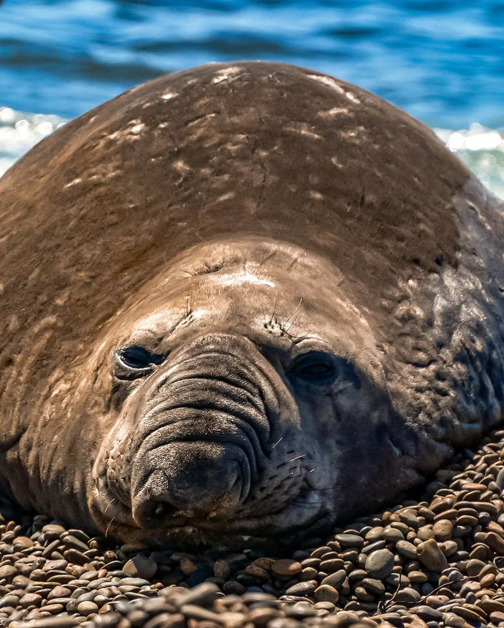 Остров Пингвинов у берегов Аргентины