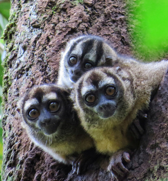 Животный мир Венесуэлы