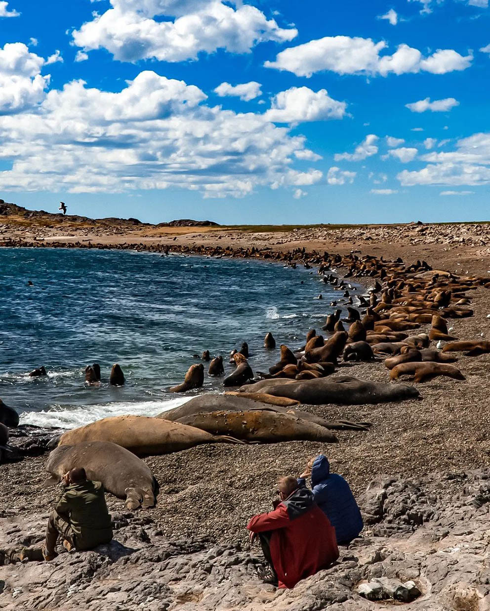 Остров Пингвинов у берегов Аргентины