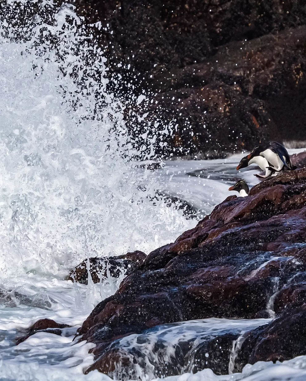Остров Пингвинов у берегов Аргентины