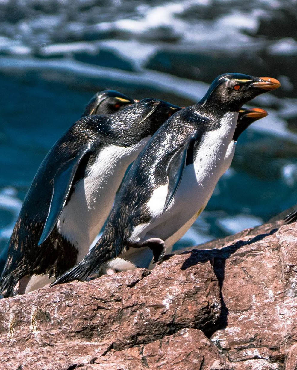 Остров Пингвинов у берегов Аргентины