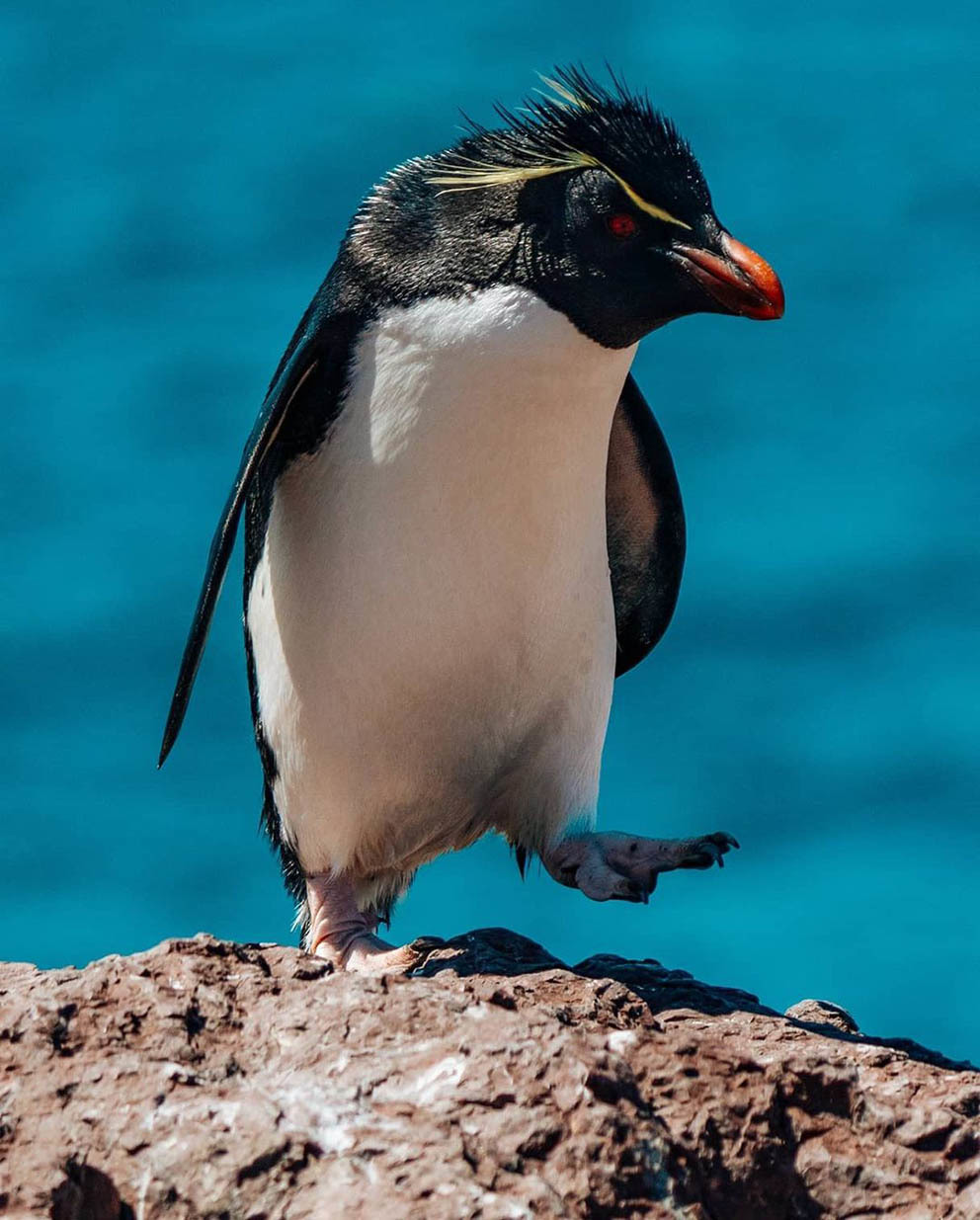 Остров Пингвинов у берегов Аргентины