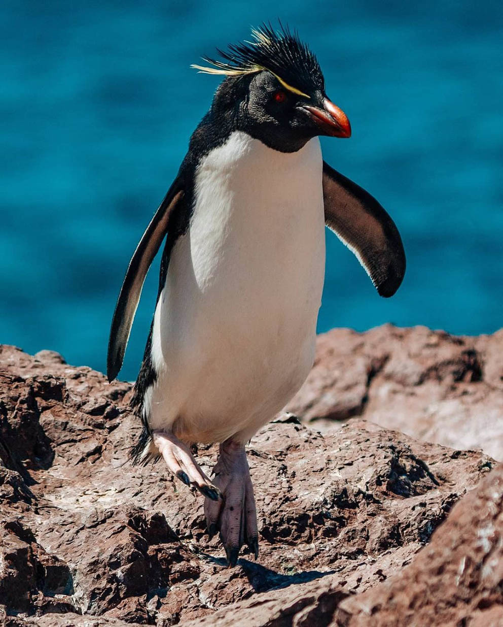 Остров Пингвинов у берегов Аргентины