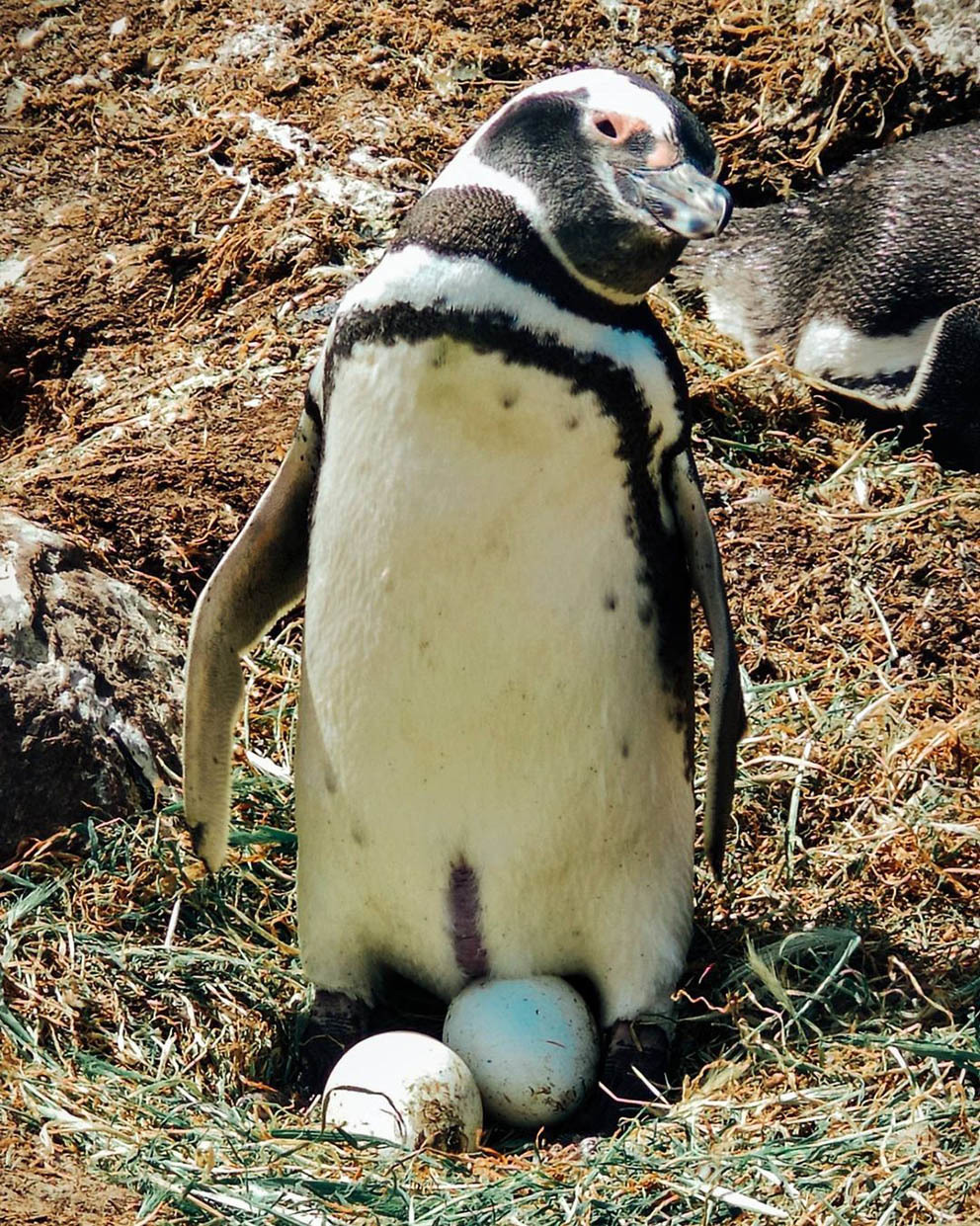Остров Пингвинов у берегов Аргентины
