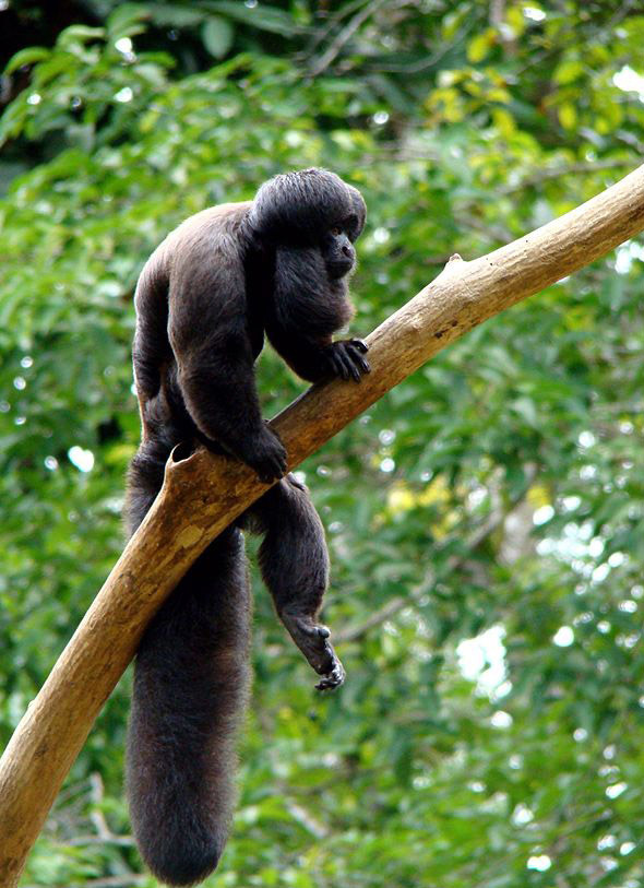 Животный мир Венесуэлы