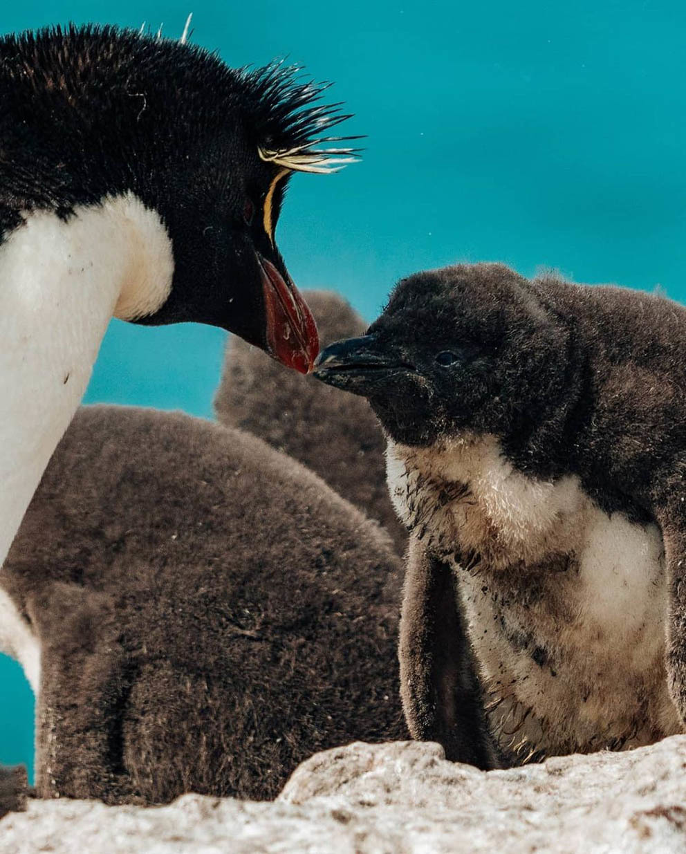 Остров Пингвинов у берегов Аргентины