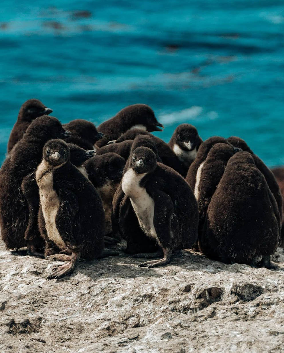 Остров Пингвинов у берегов Аргентины