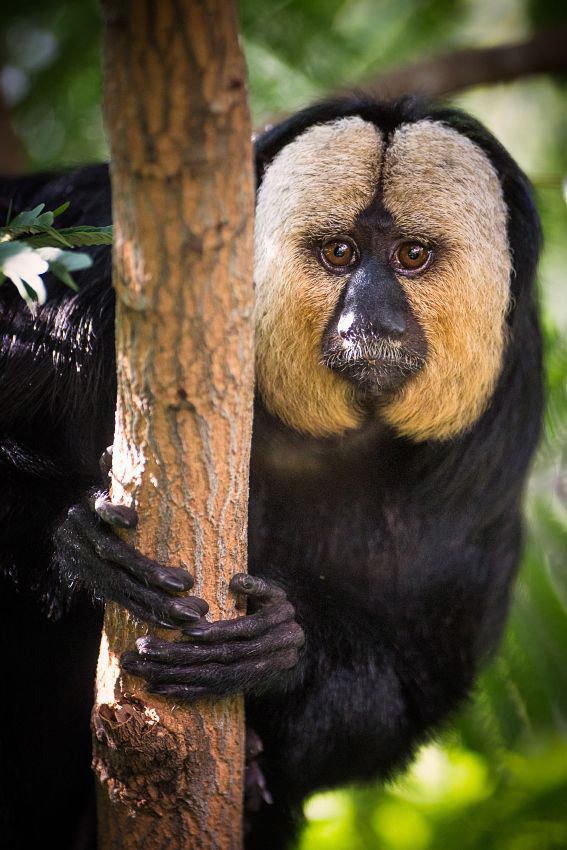 Животный мир Венесуэлы