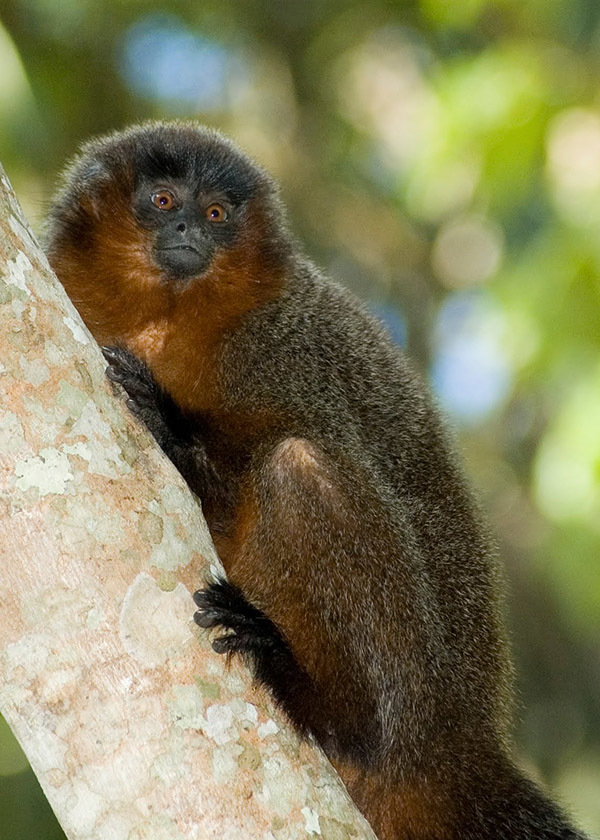 Животный мир Венесуэлы