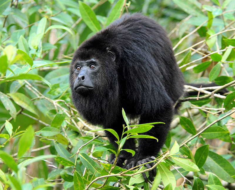 Животный мир Венесуэлы