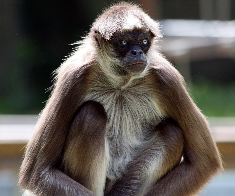 Животный мир Венесуэлы