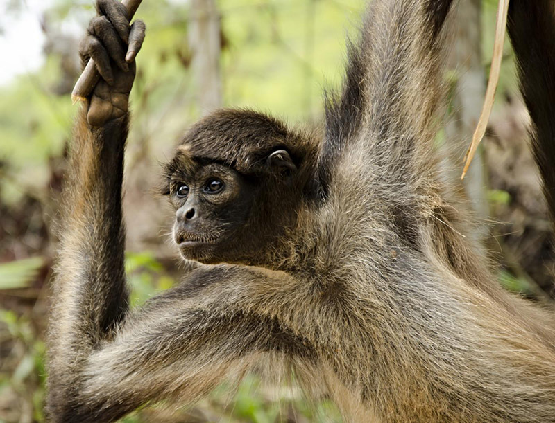 Животный мир Венесуэлы