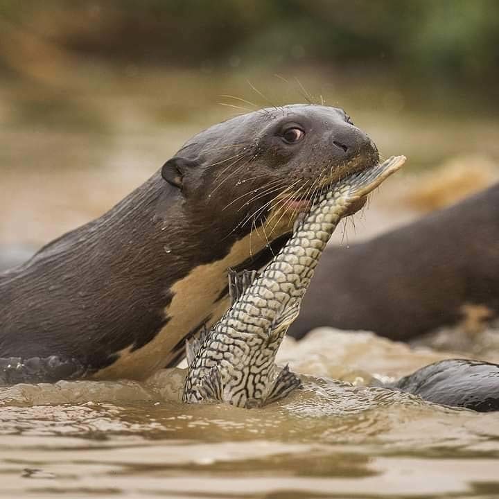 Самые важные реки Аргентины. Природа Аргентины