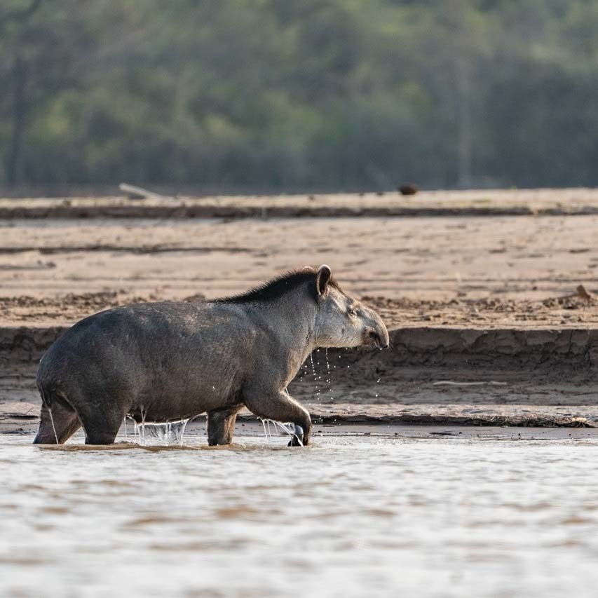 Самые важные реки Аргентины. Природа Аргентины