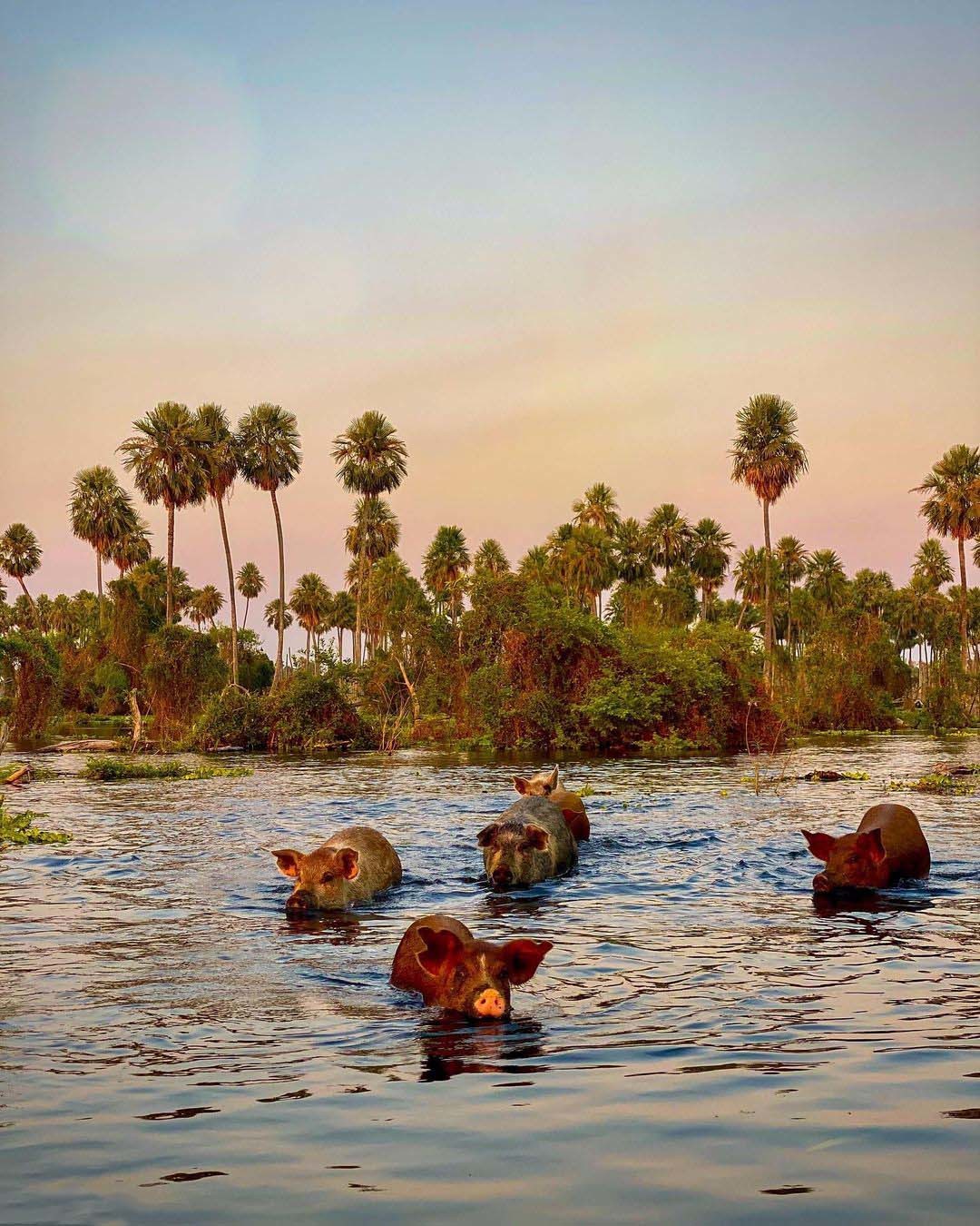 Самые важные реки Аргентины. Природа Аргентины