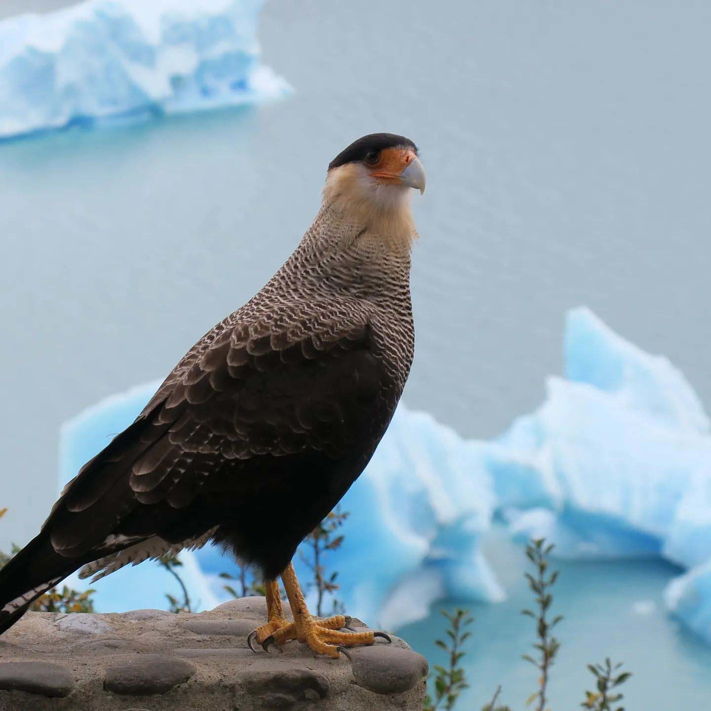 Озеро Архентино — самое большое в Патагонии