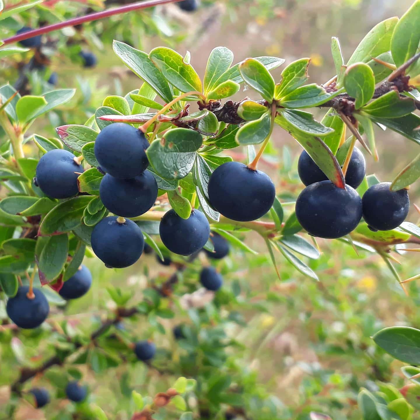 Озеро Архентино — самое большое в Патагонии