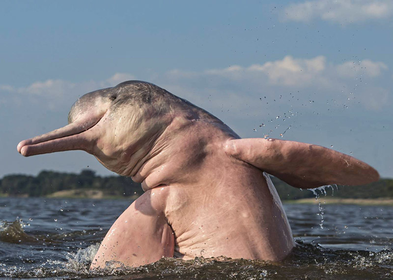 Животный мир Венесуэлы