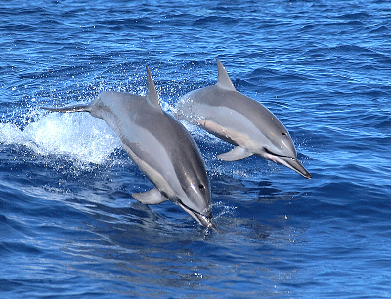 Животный мир Венесуэлы