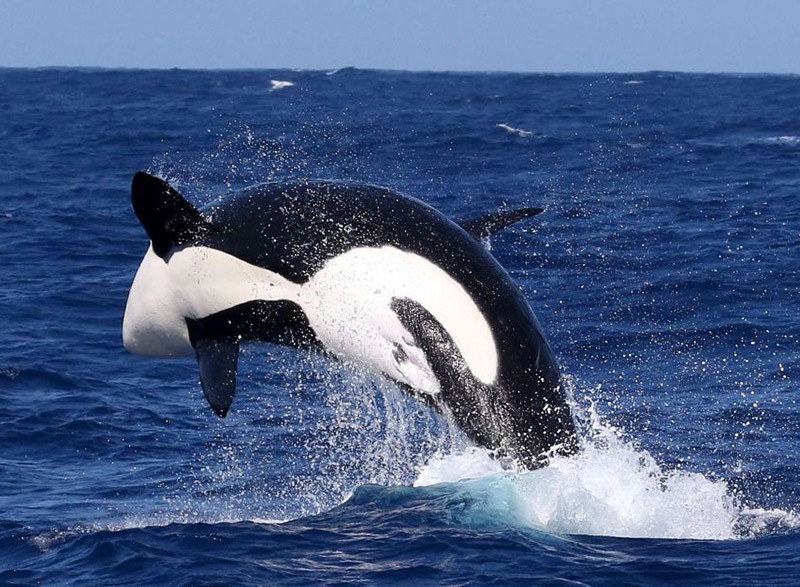 Животный мир Венесуэлы