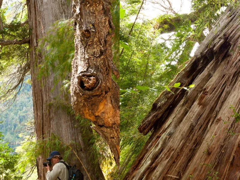 Самому старому дереву Аргентины, которое ещё растёт, 2 600 лет